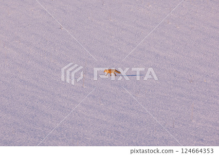 A lonely northern fox in the snow A lonely northern fox in the snow 124664353