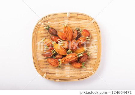 Fruit of gardenia 124664471