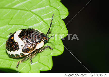 Caterpillar bug larva 124664834