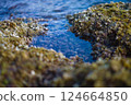 Rocks, seaweed and barnacles on the coast of Mallorca 124664850