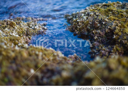 Rocks, seaweed and barnacles on the coast of Mallorca Rocks, seaweed and barnacles on the coast of Mallorca 124664850