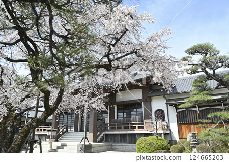 Koshaku-in Temple in Spring Koshaku-in Temple in Spring 124665203