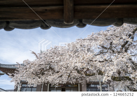Koshaku-in Temple in Spring 124665252