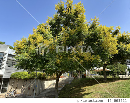 Golden raintree (lat.- Koelreuteria paniculata) in the campus of the Weizmann Institute of Science Golden raintree (lat.- Koelreuteria paniculata) in the campus of the Weizmann Institute of Science 124665511