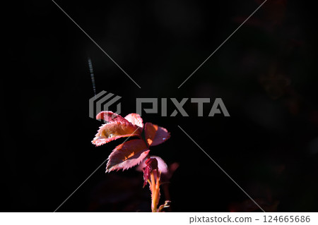Rose bud diamond 124665686
