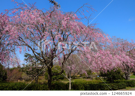 知多朝日公園鮮花盛開 124665924