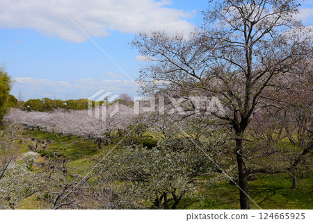 知多朝日公園鮮花盛開 124665925