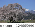 Road through a tunnel of cherry blossoms 124665990