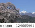 Road through a tunnel of cherry blossoms 124665991