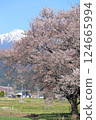 Road through a tunnel of cherry blossoms 124665994