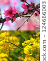 Road through a tunnel of cherry blossoms 124666003