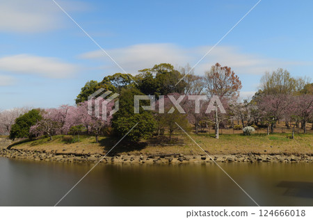 知多朝日公園鮮花盛開 知多朝日公園鮮花盛開 124666018