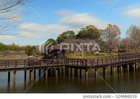 知多朝日公園鮮花盛開 124666019