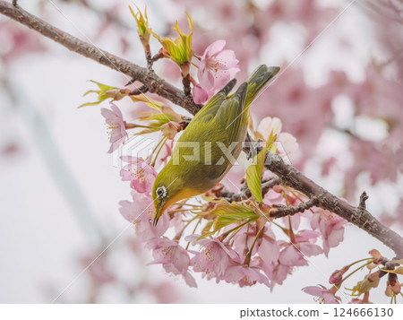 河津櫻和可愛的繡眼鳥 124666130