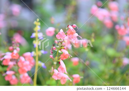 Cute Salvia flower Cocchinae 124666144