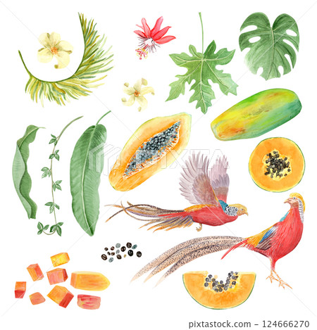 Golden pheasant, papaya slice, seeds, flowers whole and half, liana, palm leaf, monstera watercolor set isolated on white. Hand drawn tropical clipart perfect for culinary designs, cards, packages 124666270