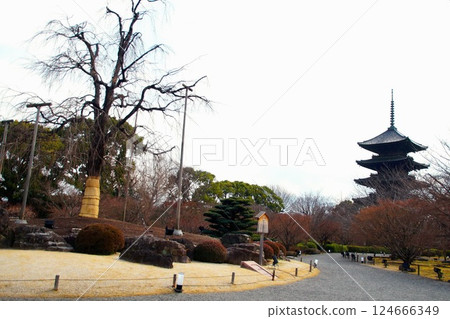 京都府東寺/五層塔(國寶)京都市南區九條町 2022 年 2 月 京都府東寺/五層塔(國寶)京都市南區九條町 2022 年 2 月 124666349