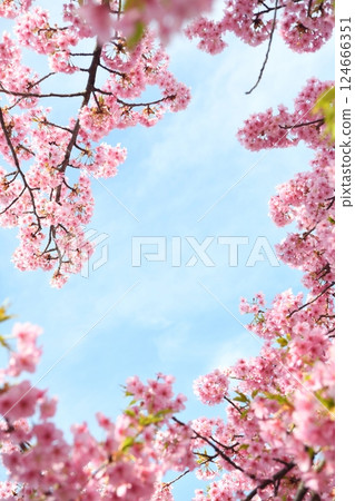 櫻花相框 124666351