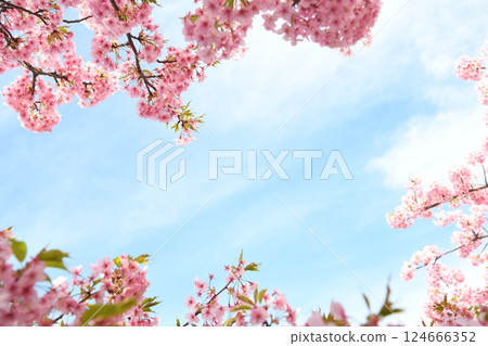 Sakura picture frame Sakura picture frame 124666352
