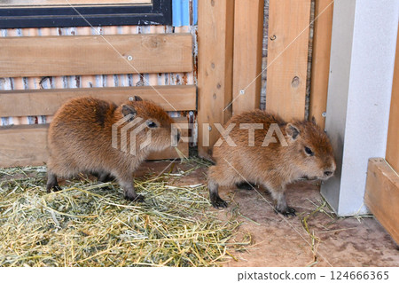 Capybara's baby 124666365