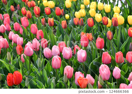  Colorful tulips 124666366