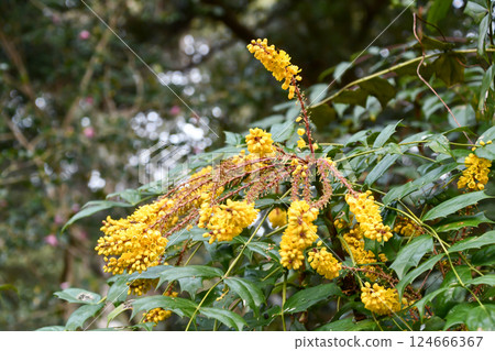 杜氏小蘗 124666367