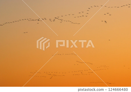 白鸚鵡群 白鸚鵡群 124666480