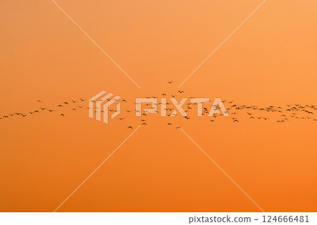 白鸚鵡群 白鸚鵡群 124666481