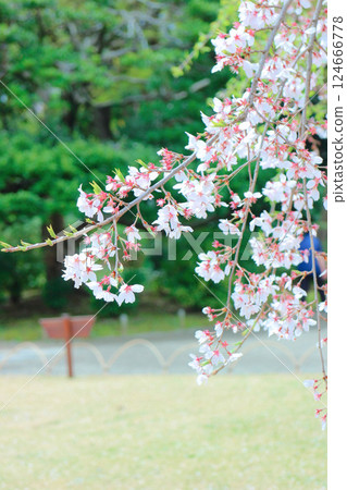 Spring park scenery with weeping cherry blossoms 124666778