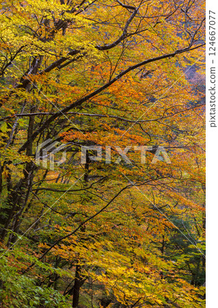 山梨縣山梨市的秋天:西澤溪谷的紅葉 山梨縣山梨市的秋天:西澤溪谷的紅葉 124667077