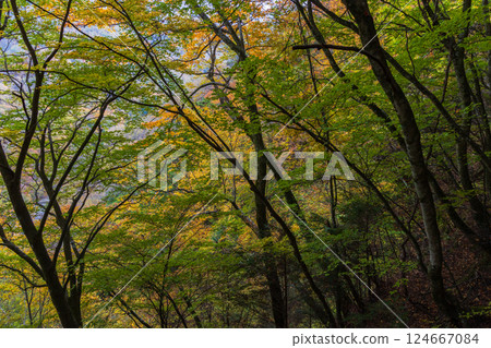 山梨縣山梨市的秋天：西澤溪谷的紅葉 124667084