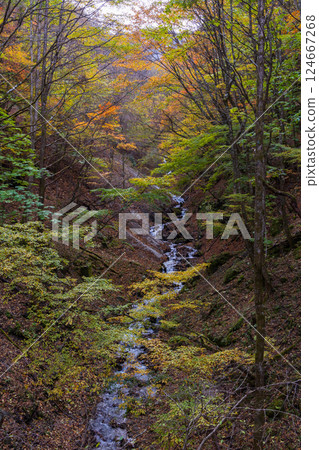 山梨縣山梨市的秋天:大保澤西澤溪谷的紅葉 山梨縣山梨市的秋天:大保澤西澤溪谷的紅葉 124667268