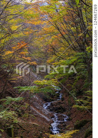 山梨縣山梨市的秋天：大保澤西澤溪谷的紅葉 124667269