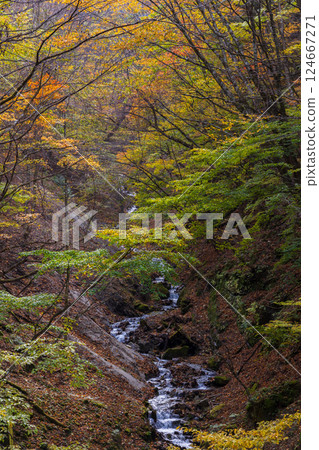 山梨縣山梨市的秋天:大保澤西澤溪谷的紅葉 山梨縣山梨市的秋天:大保澤西澤溪谷的紅葉 124667271