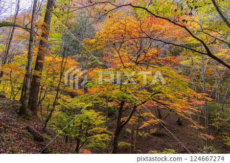 山梨縣山梨市的秋天:西澤溪谷的紅葉 山梨縣山梨市的秋天:西澤溪谷的紅葉 124667274
