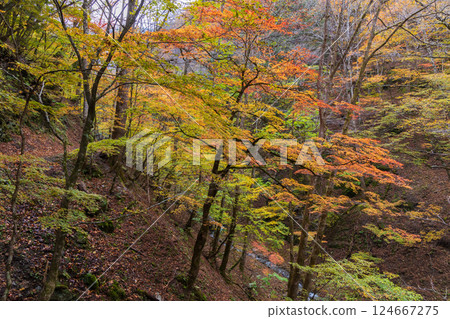 山梨縣山梨市的秋天：西澤溪谷的紅葉 124667275