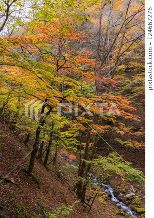 山梨縣山梨市的秋天：西澤溪谷的紅葉 124667276