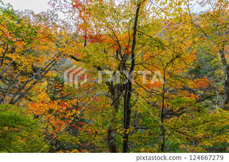 Autumn in Yamanashi City, Yamanashi Prefecture: Autumn leaves in Nishizawa Valley 124667279