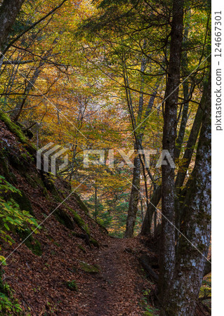 山梨縣山梨市的秋天:西澤溪谷的紅葉 山梨縣山梨市的秋天:西澤溪谷的紅葉 124667301