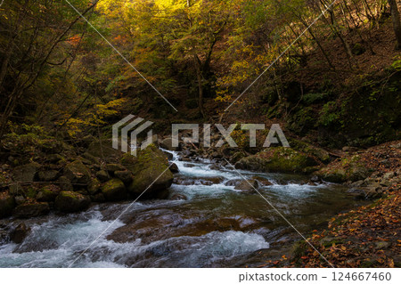 Autumn in Yamanashi City, Yamanashi Prefecture: Autumn leaves in Nishizawa Valley 124667460