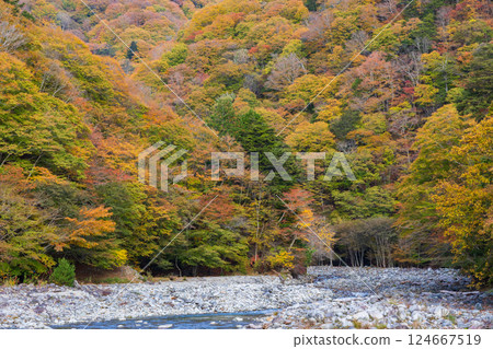 Autumn in Yamanashi City, Yamanashi Prefecture: Autumn leaves in Nishizawa Valley Autumn in Yamanashi City, Yamanashi Prefecture: Autumn leaves in Nishizawa Valley 124667519