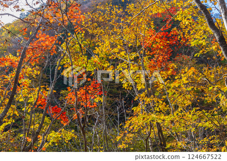 山梨縣山梨市的秋天:西澤溪谷的紅葉 山梨縣山梨市的秋天:西澤溪谷的紅葉 124667522