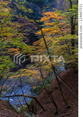 Autumn in Yamanashi City, Yamanashi Prefecture: Autumn leaves in Nishizawa Valley Autumn in Yamanashi City, Yamanashi Prefecture: Autumn leaves in Nishizawa Valley 124667531
