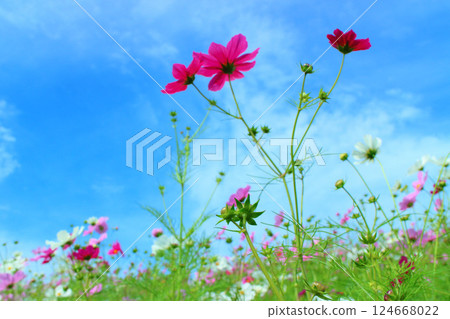 Cosmos blooming toward the blue sky 124668022