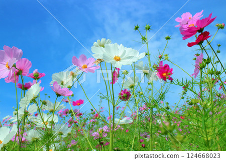 Cosmos shining in the blue sky Cosmos shining in the blue sky 124668023