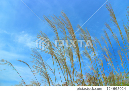 Susuki shining in the blue sky 124668024