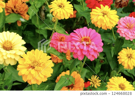 五顏六色的jinias花 五顏六色的jinias花 124668028