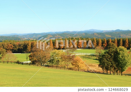 秋葉繽紛的落葉松林 秋葉繽紛的落葉松林 124668029