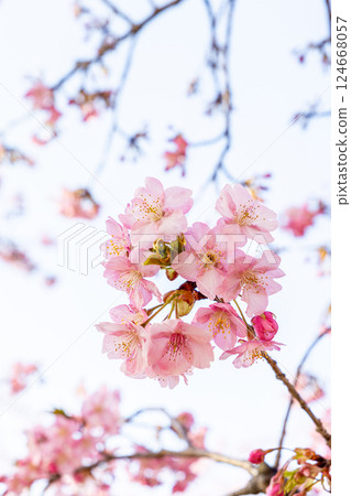 仰望盛開的河津櫻花 124668057