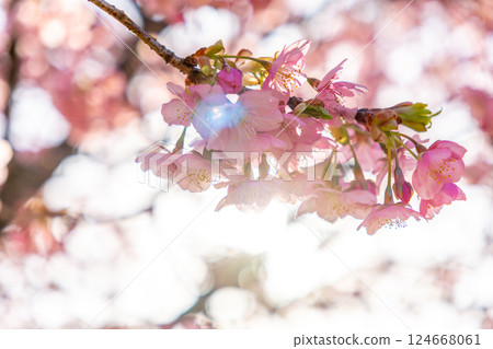 Kawazu cherry blossoms illuminated by the spring sunlight Kawazu cherry blossoms illuminated by the spring sunlight 124668061